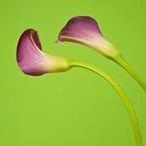 Images Dated 2nd January 2017: Two Pink Calla Lilies on Green Background