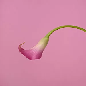 Images Dated 6th January 2017: Pink Calla Lily on Pink