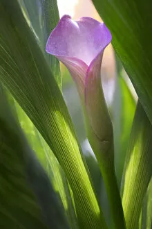 Images Dated 7th April 2014: Pink calla lily among sun-lit foliage