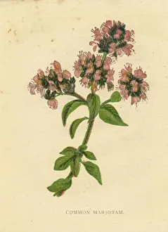 Spck Prints: Pink common marjoram wildflower Victorian botanical illustration by Anne Pratt