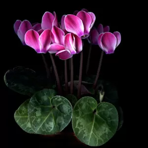 Images Dated 17th December 2010: Pink cyclamen flowers