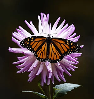 Images Dated 13th January 2018: Pink Dahlia Covered by Orange Monarch Butterfly at Bayard Cutting Arboretum