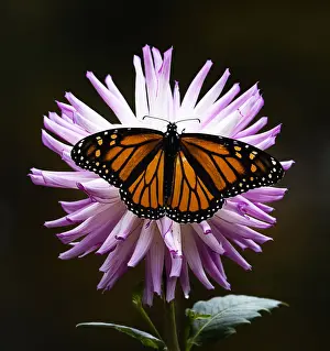Pink Dahlia Covered by Orange Monarch Butterfly at Bayard Cutting Arboretum