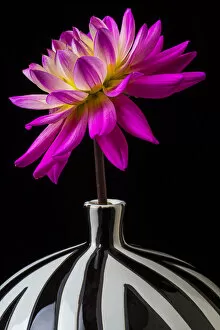Images Dated 3rd August 2013: Pink Dahlia striped vase, flower