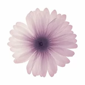 Flowers and Plants Inside Out Gallery: Pink daisy, X-ray