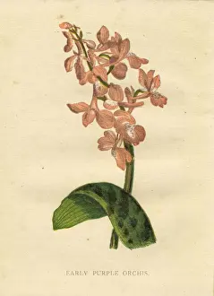 Spck Prints: Pink early purple orchid wildflower Victorian botanical illustration by Anne Pratt