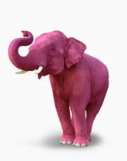 Images Dated 13th January 2007: Pink Elephant