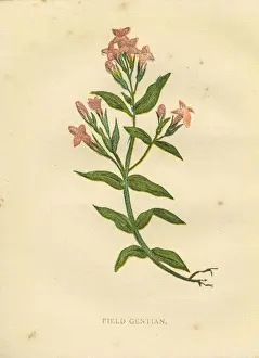 Spck Prints: Pink field gentian wildflower Victorian botanical illustration by Anne Pratt