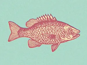 Illustration And Pain Prints: Pink Fish