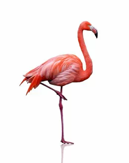 Images Dated 13th December 2012: Pink flamingo