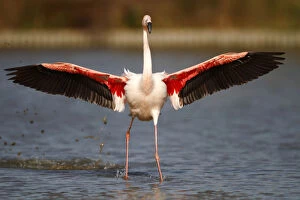 Images Dated 11th April 2011: Pink Flamingo -Phoenicopterus ruber- landing in shallow water, Camargue, France, Europe