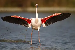 Wing Prints: Pink Flamingo -Phoenicopterus ruber- landing in shallow water, Camargue, France, Europe