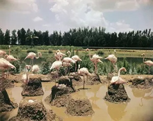 Miami Prints: Pink Flamingos Gathering by Their Nests