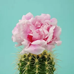 Soft Gallery: Pink flower on cactus