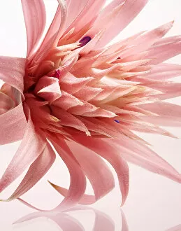 Pink flower, close-up