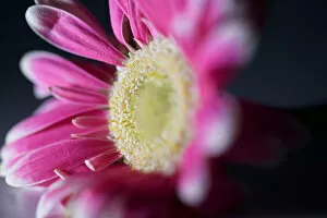 Images Dated 9th September 2017: Pink Flower Still Life