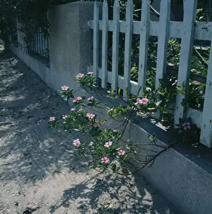 People, Diry Prints: Pink Flowering Shrub