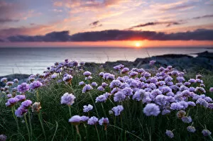 Images Dated 31st May 2012: Pink flowers by the sea at sunset, Outer Hebrides, Scotland