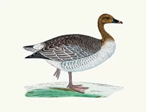 The History of British Birds by Morris Collection: Pink-footed goose