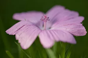 Images Dated 13th July 2018: Pink Geranium Lying on Grass