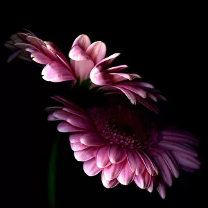 Images Dated 12th May 2011: Pink Gerbera