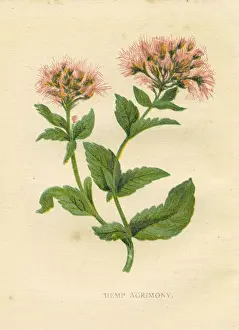 Pink hemp agrimony wildflower Victorian botanical illustration by Anne Pratt