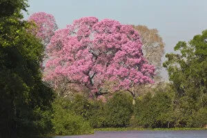 Pink Ipe tree (Handroanthus impetiginosus) by Pixiam River in Pantanal, Mato Grosso, Brazil