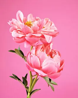 Images Dated 28th May 2018: Two pink peonies on pink background