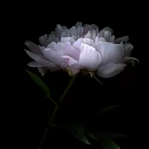 Images Dated 23rd July 2011: Pink peony flower