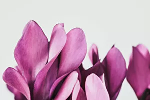Flower Art Gallery: Pink petals for with white background