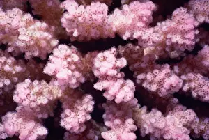 Pink pocillopora (Pocillopora verrucosa), also called warty coral