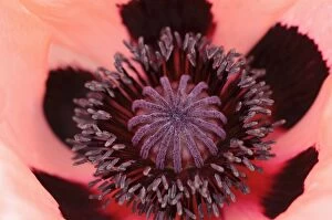 Pink poppy flower, Oriental Poppy -Papaver orientale-, inflorescence with pollen tubes and ovaries
