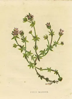 Botanical Prints: Pink purple field madder wildflower Victorian botanical illustration by Anne Pratt