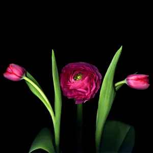 Images Dated 4th June 2012: Pink Ranunculus