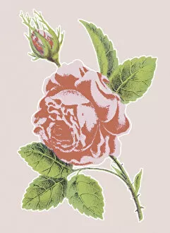 Flower Head Gallery: Pink Rose