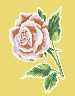 Illust Prints: Pink Rose