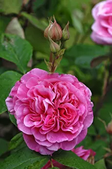 Images Dated 7th June 2011: Pink rose -Rosa-, variety Gertrude Jekyll, flowers with buds