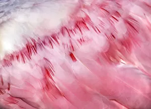 Images Dated 26th December 2018: Detail of Pink Roseate Spoonbill Feathers at Fort Myers Beach, Florida