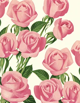Flower Head Gallery: Pink Roses