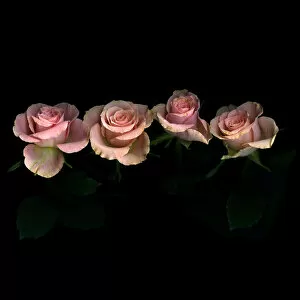 Magda Indigo Collection: Pink roses on black background