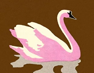Images Dated 2nd November 2012: Pink Swan