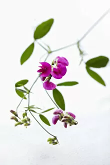 Legume Family Gallery: pink sweet pea on white background