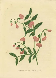 Vetch Prints: Pink tuberous bitter vetch wildflower Victorian botanical illustration by Anne Pratt