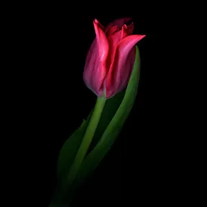 Pink tulip flower