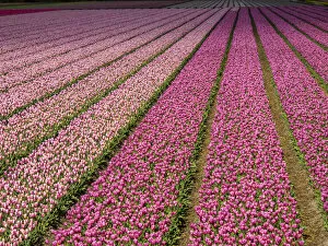 Images Dated 13th April 2014: Pink tulip (Tulipa) field, Kop van Noord-Holland, Netherlands