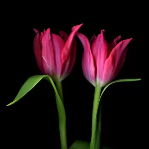 Images Dated 23rd July 2011: Pink tulips