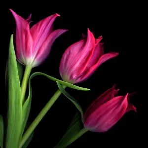 Images Dated 31st August 2011: Pink tulips