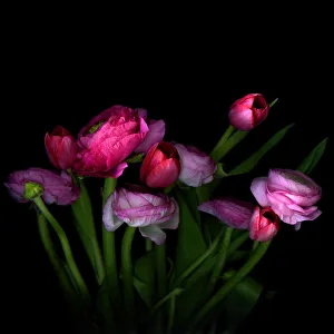 Images Dated 4th June 2012: Pink tulips and Ranunculus