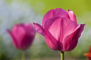 Images Dated 1st May 2012: Pink tulips -Tulipa-
