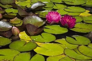 Images Dated 9th July 2012: Two pink Water Lilies -Nymphaea- on the surface of a pond, Quebec Province, Canada